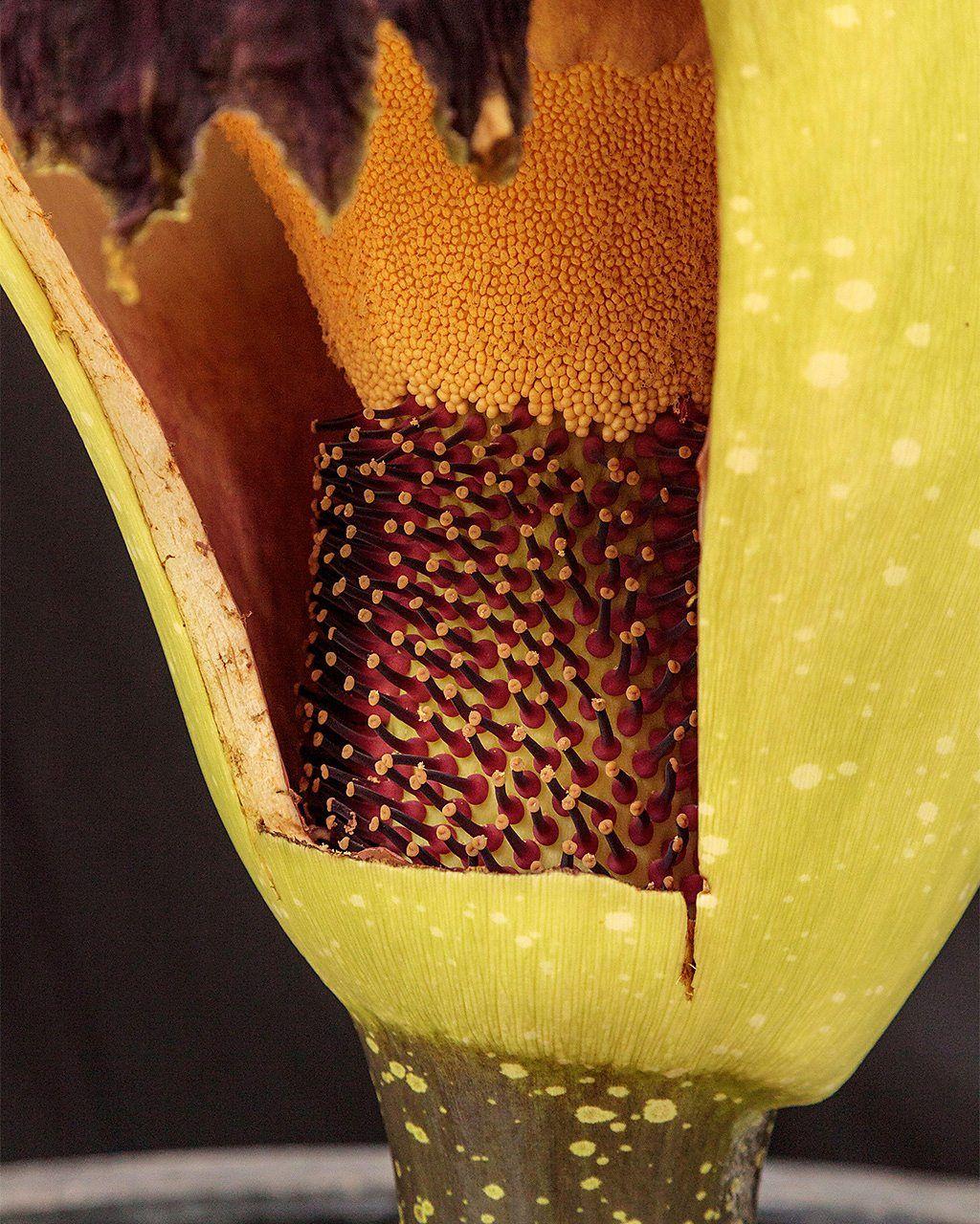 Um corte na espata da flor-cadáver mostra as flores, fêmeas (embaixo) e machos (em cima) no seu interior