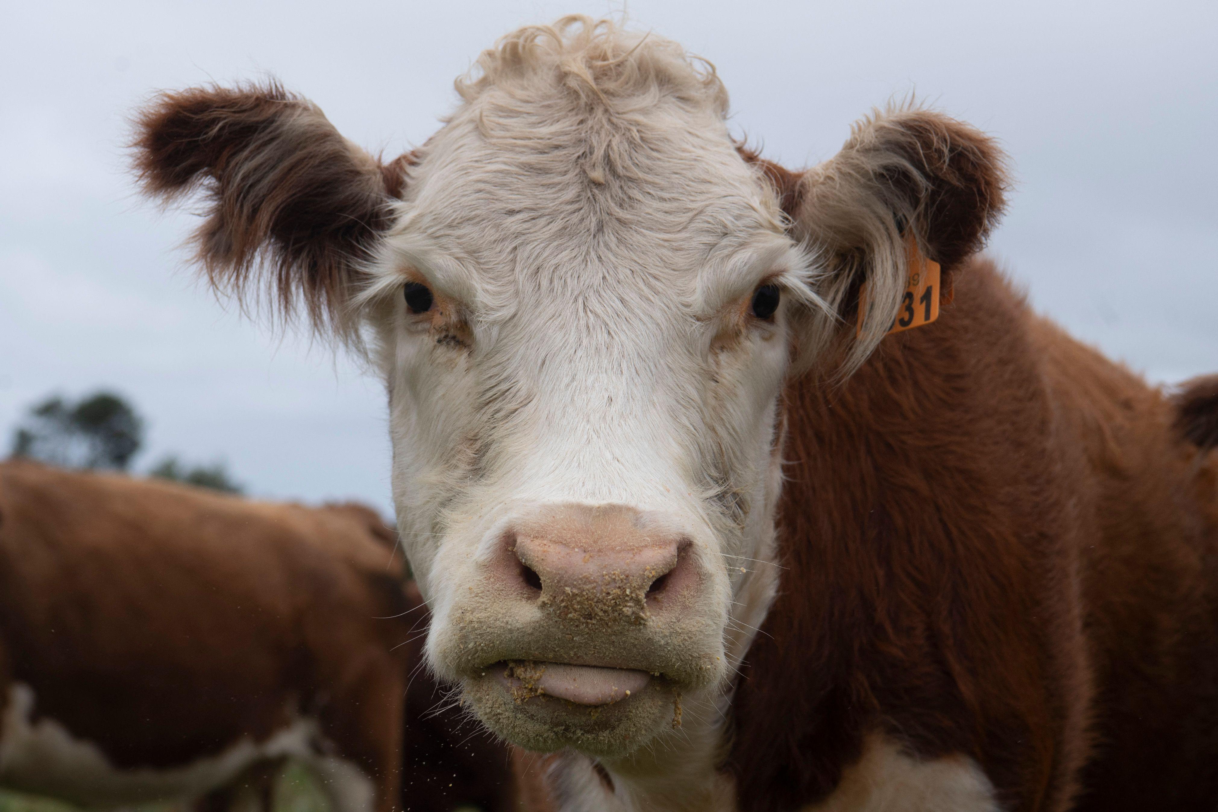 Una vaca mira la cámara en un campo de Uruguay.