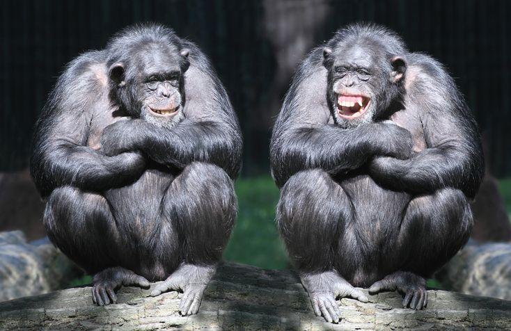 Dois chimpanzés sorridentes com os braços cruzados