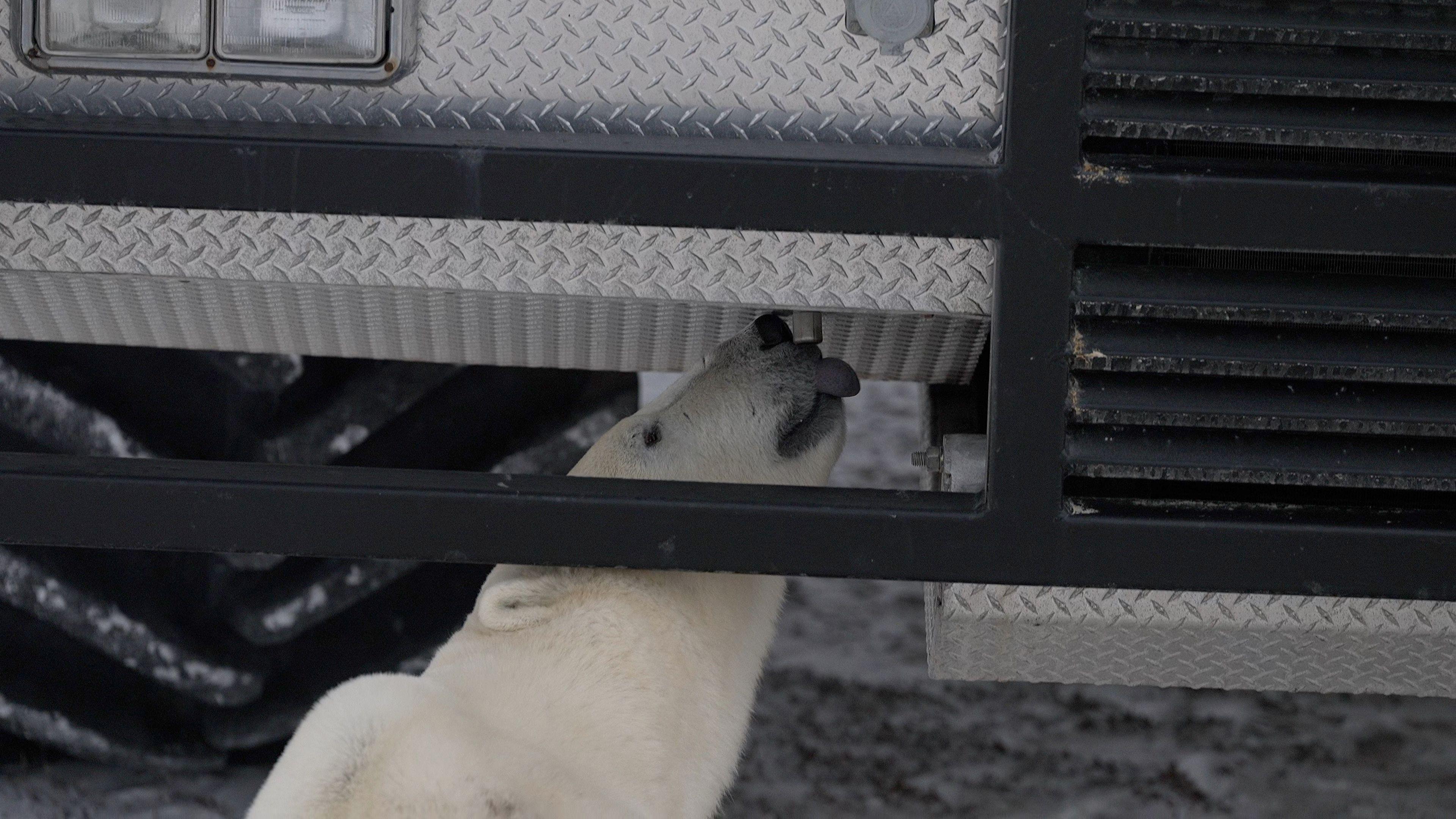 A imagem mostra um urso polar lambendo a parte metálica de um veículo, em ambiente nevado.