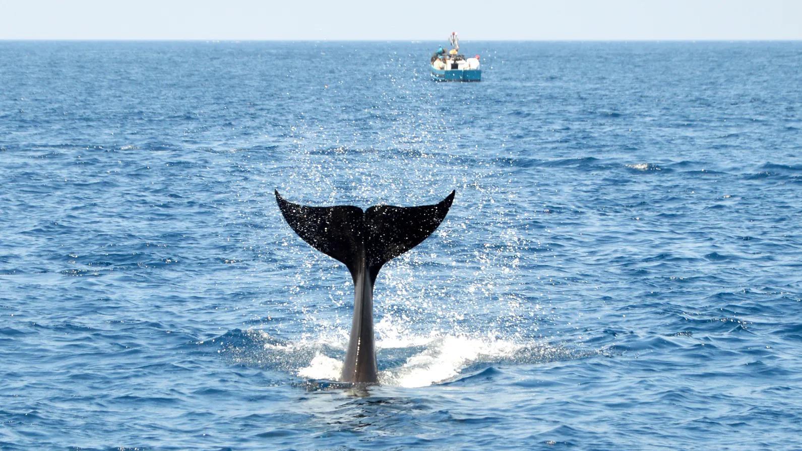 Uma orca no Estreito de Gibraltar