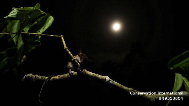 Una pequeña zarigüeya con una cola larga y orejas grandes estaba sentada en una rama con una luna llena de fondo.