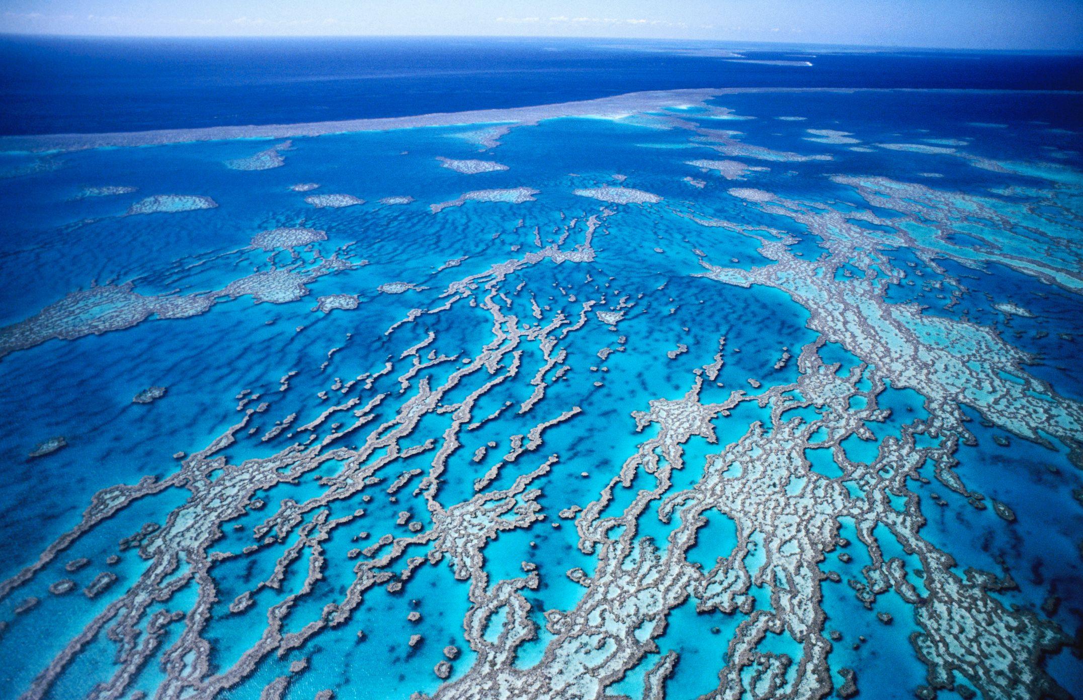 El tirángulo coralino tiene especies de hasta 30 millones de años de antigüedad. Esta resiliencia extraordinaria puede ayudar a explicar su gran diversidad.