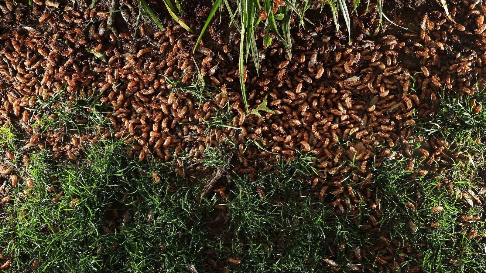 cicada, tonggeret, kawanan, kejadian luar biasa, Amerika