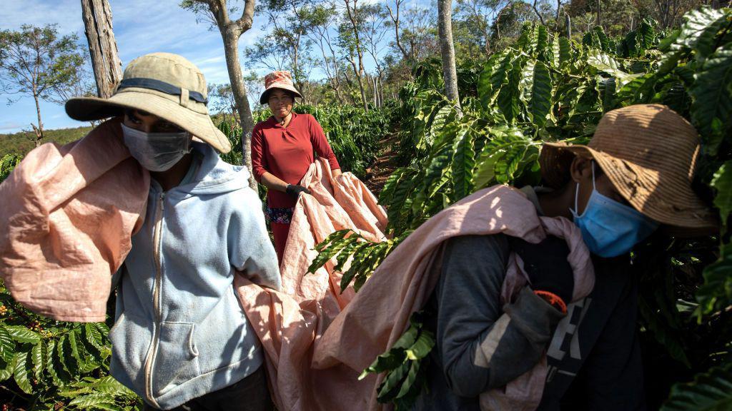 Pekerja membawa buah kopi yang dipanen di desa Dak Doa di Pleiku, Vietnam.