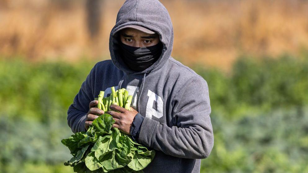 Trabajador migrante