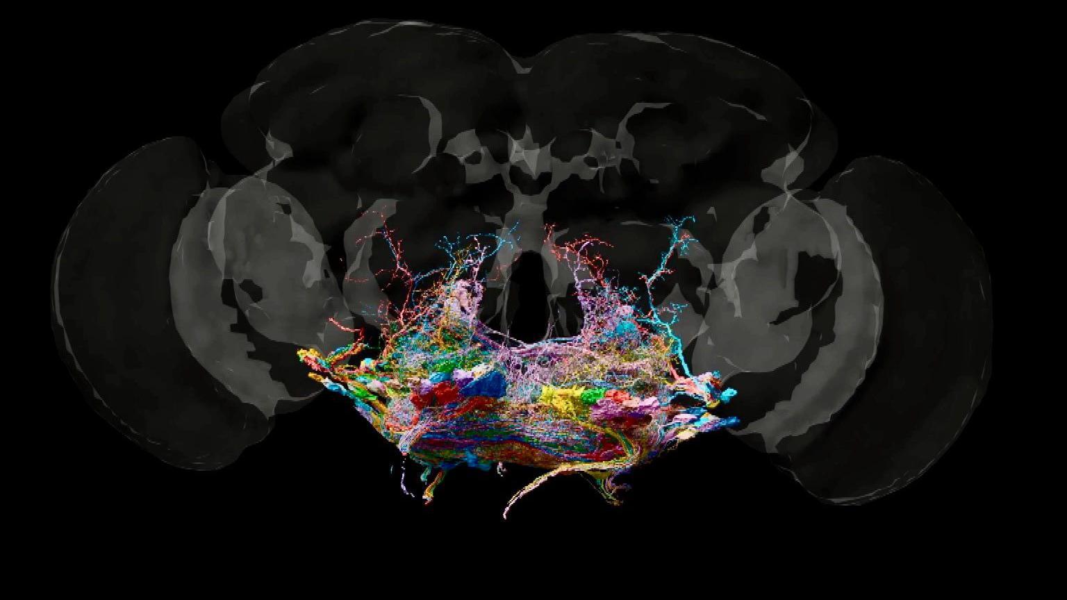 A map of the fly brain. 