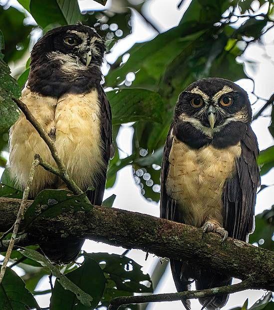 Dois murucututus (Pulsatrix perspicillata) em ganho de árvore