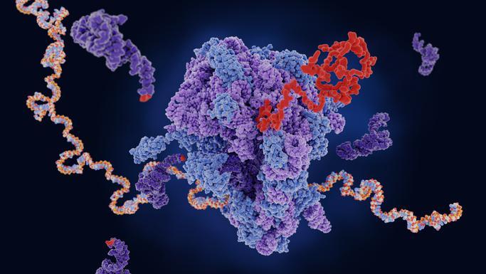 O mRNA (fita amarela e azul) viaja até o ribossomo (roxo e azul, no centro da imagem), que produz uma proteína (vermelho)