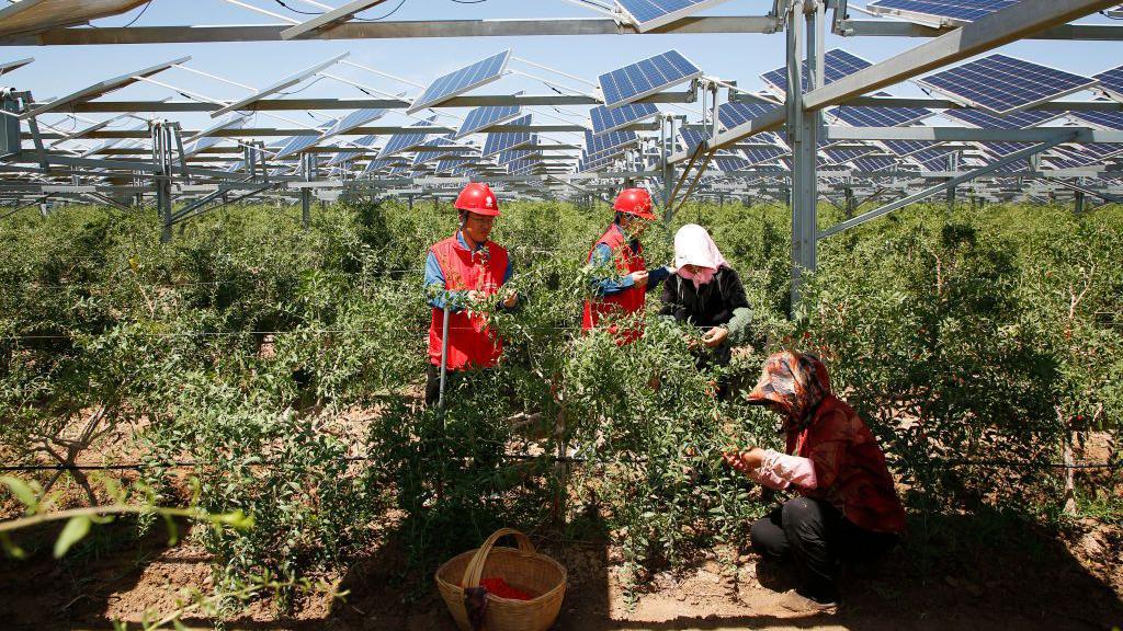 Bagas de Goji são colhidas sob um campo de painéis solares elevados