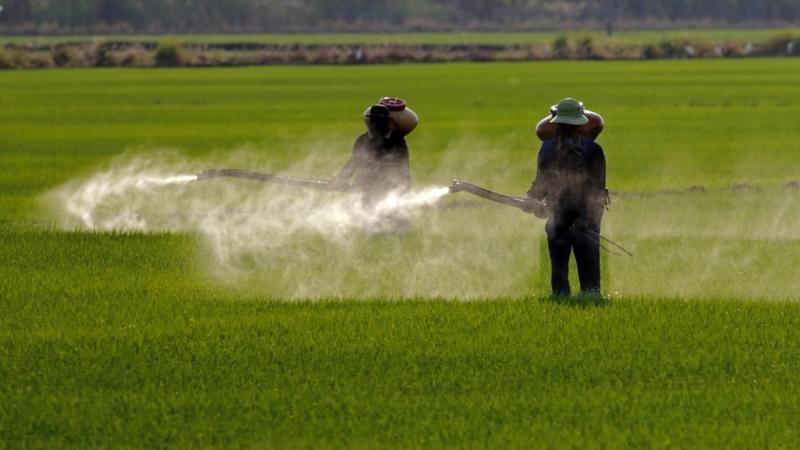 Dois trabalhadores pulverizando produto em plantação