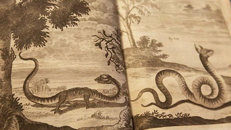 Ilustraciones de dragones supuestamente encontrados en los Alpes suizos