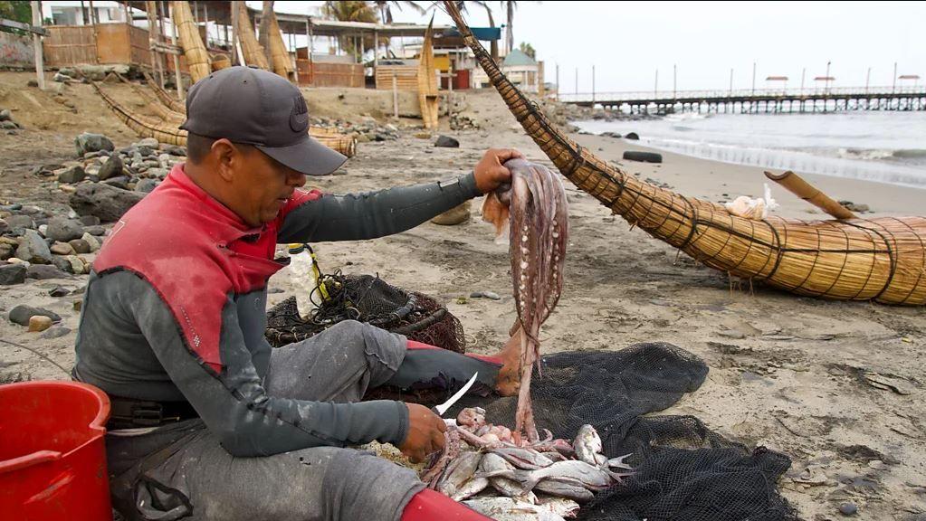 Homem limpando polvo e peixe na areia da praia, com caballitos ao fundo