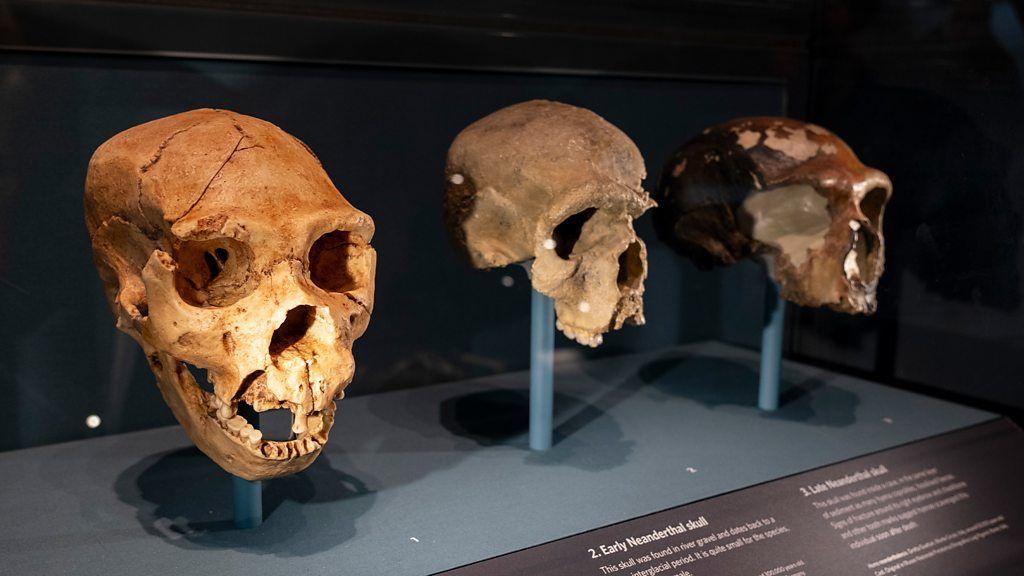 Cráneos en la exposición sobre la Evolución Humana en el Museo de Historia Natural de Londres, Reino Unido.