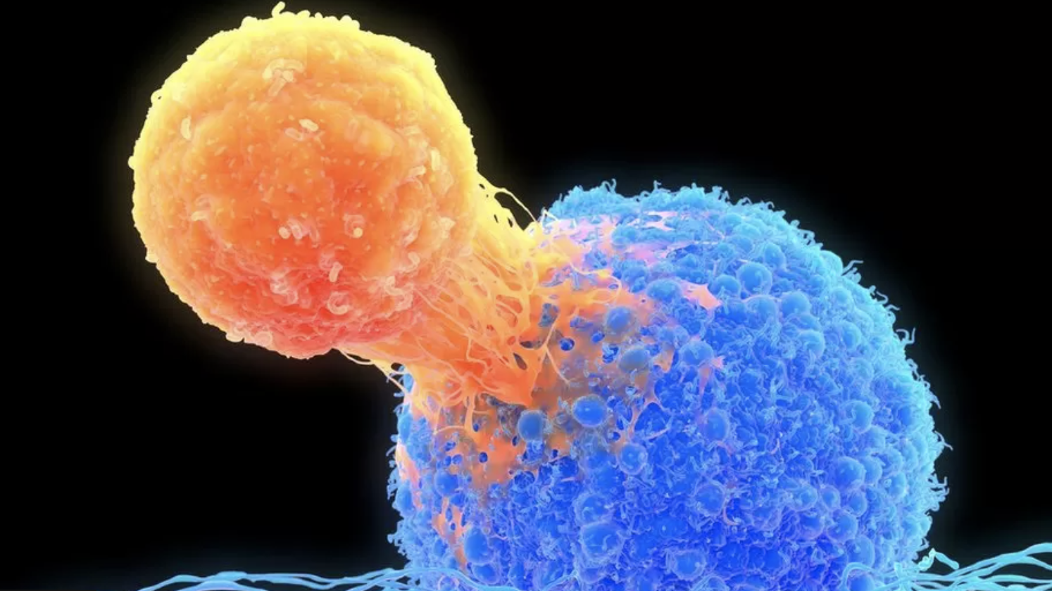 Görsel: T? hücresi (turuncu), kanserli hücreye saldırıyor