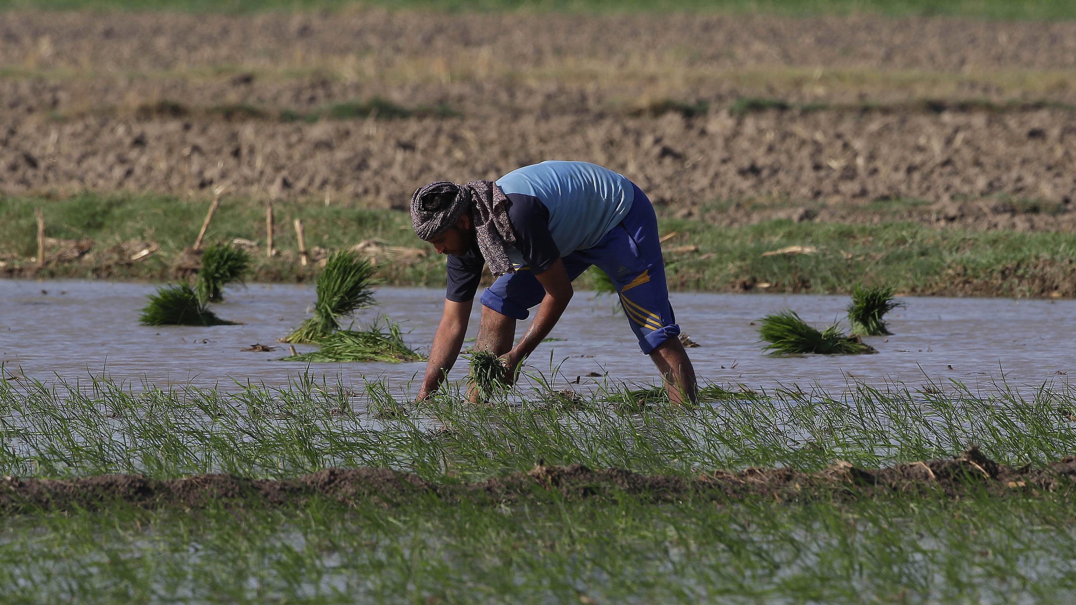 Agricultor maneja plantas em área inundada