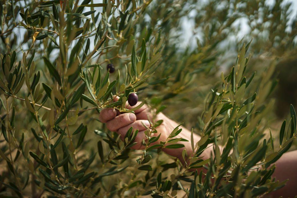 Un hombre recoge un oliva de la siembra