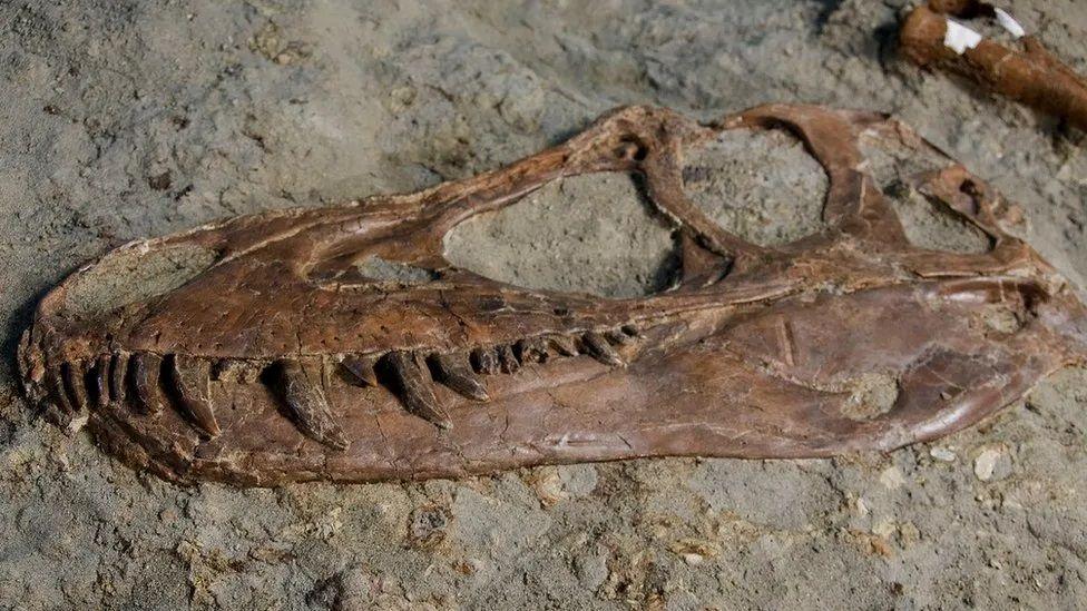 O crânio do tiranossauro e os dentes em forma de lâmina