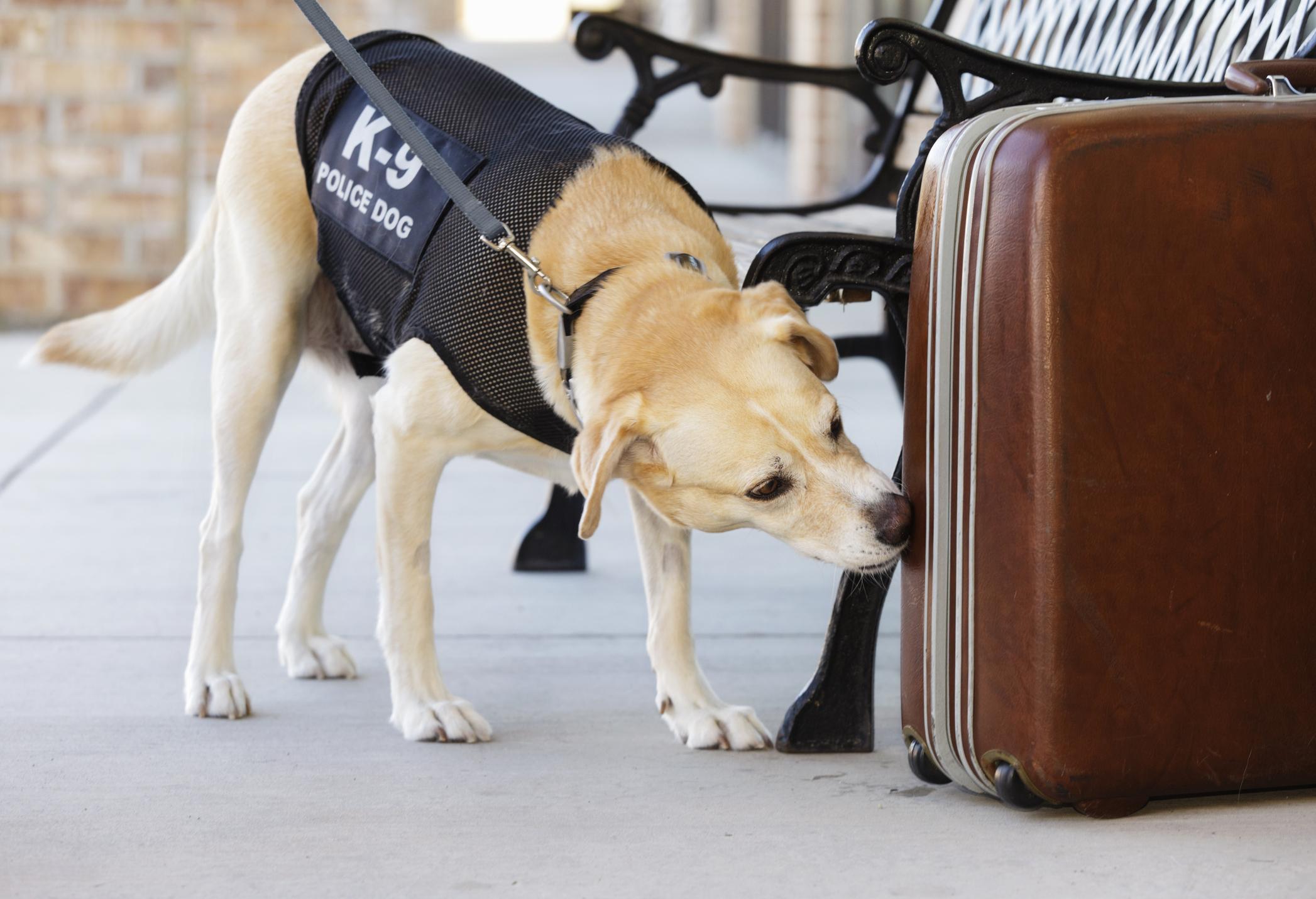 Un perro olfateando una maleta.