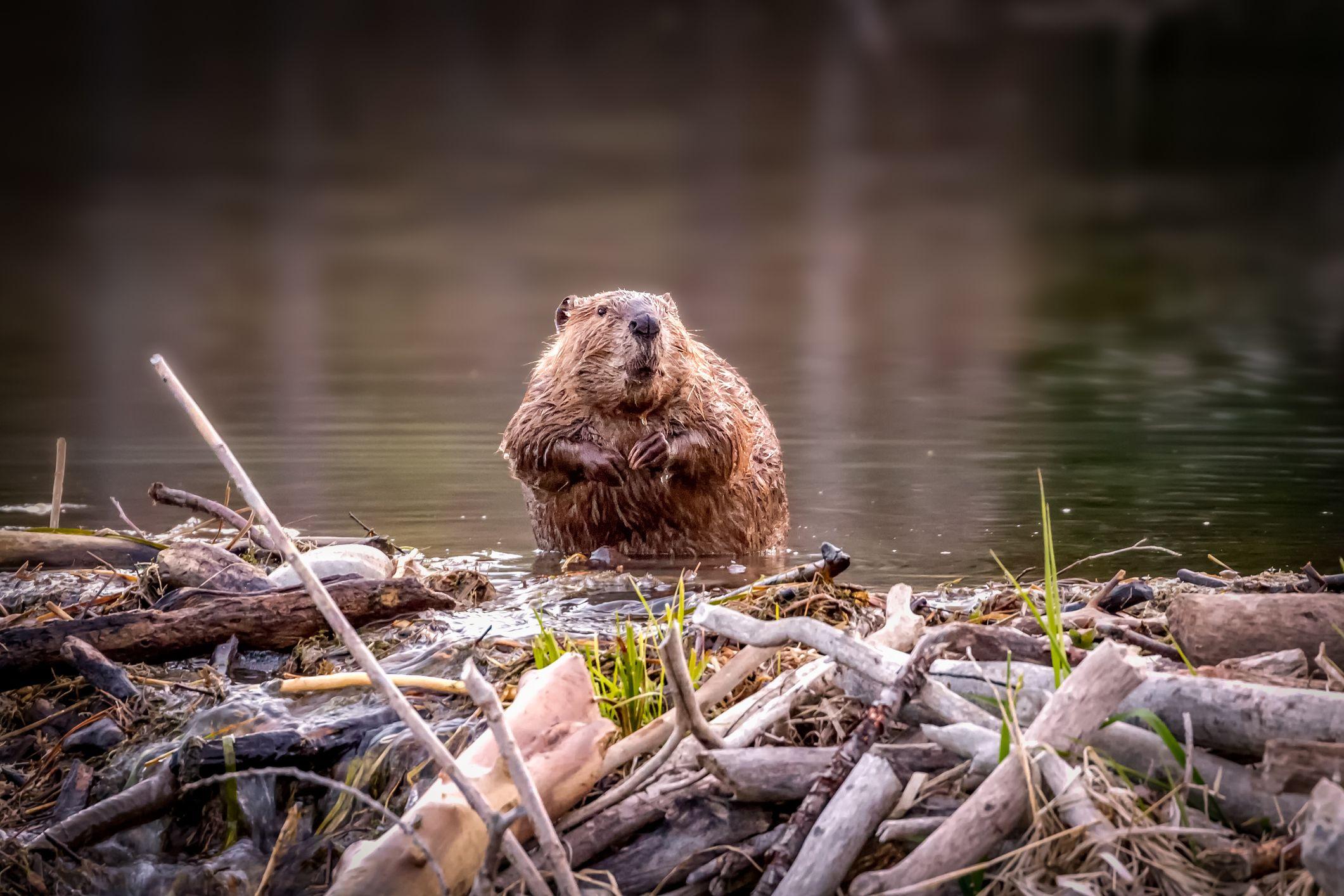 Un castor en una presa