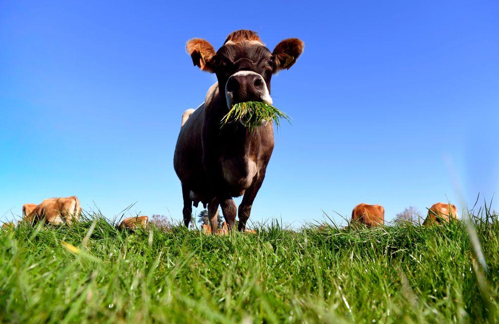 cow