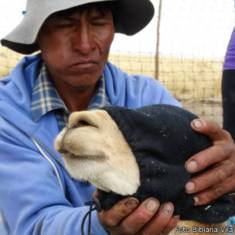 Captura de vicuñas en Santa Catalina