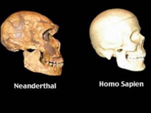 Cráneos de neanderthal y homo sapiens
