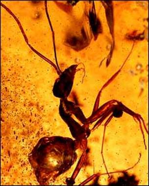 Resultado de imagen de Insectos fosilizados de millones de aÃ±os de edad