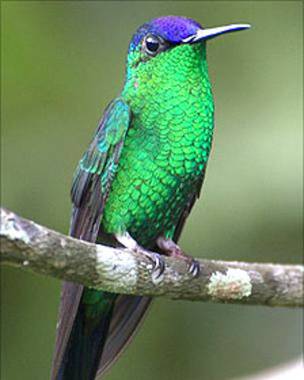 Thalurania nigricapilla, ave de Colombia . Foto: Darío Sánchez 