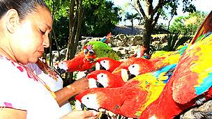 Visitante junto a guacamayas en el Parque Xcaret