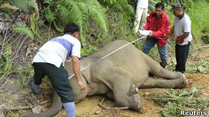 Unduh 8700 Koleksi Gambar Gajah Yang Sudah Diwarnai Paling Baru HD