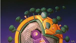 Virus del VIH