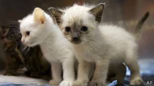 Enfermedad que transmiten los animales a los humanos