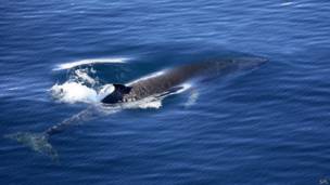 Ballena de minke