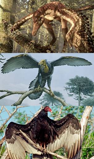 Dinosaurios a aves