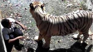 படித்ததில் வலித்தது!!  140923145320_tiger_kills_a_man_in_delhi_304x171_bbc_nocredit