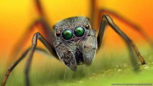 Araña imitadora de hormiga