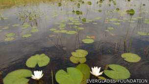 rescate de los Everglades