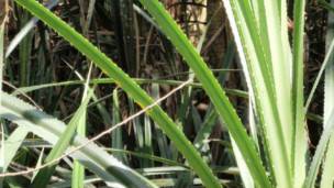 Pandanus candelabrum