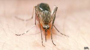 Cómo identifican los mosquitos a sus víctimas? 150715084045_house_mosquito_304x171_spl