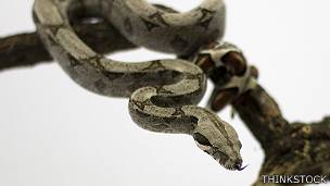Boa constrictora