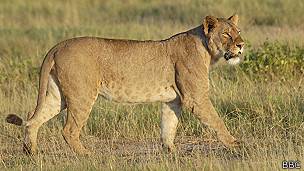León