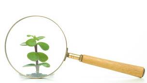 Planta lupa
