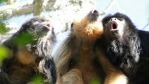 Monos aulladores