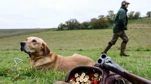 Perro en una cacería