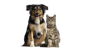 Gato y pero