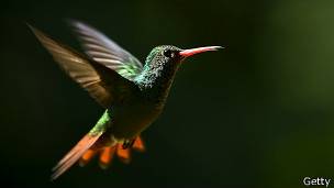 Colibrí