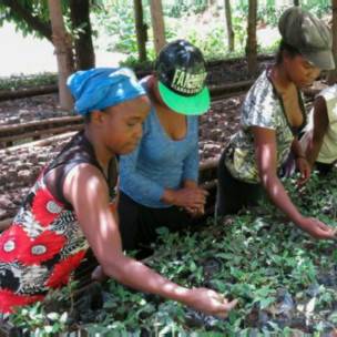 Aún quedan años por delante para la primera cosecha de tsiperifery en la plantación.