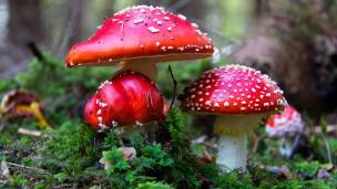 Hongos