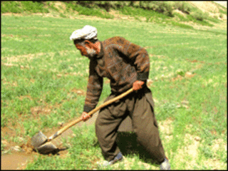 کشاورز افغان